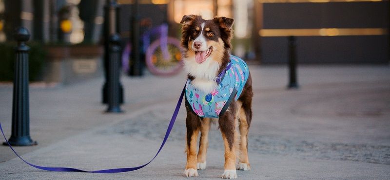 Как часто менять одежду для собаки: гардероб для питомца