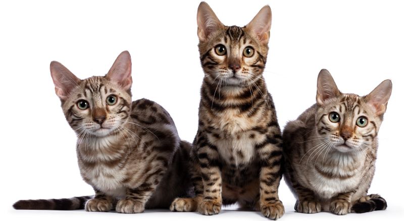 Бенгальская порода кошек Бенгальская порода кошек