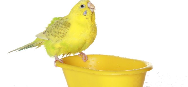 Как купать попугая