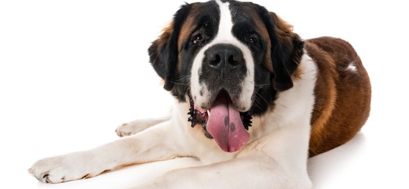 Сенбернар: особенности ухода, характер, содержание