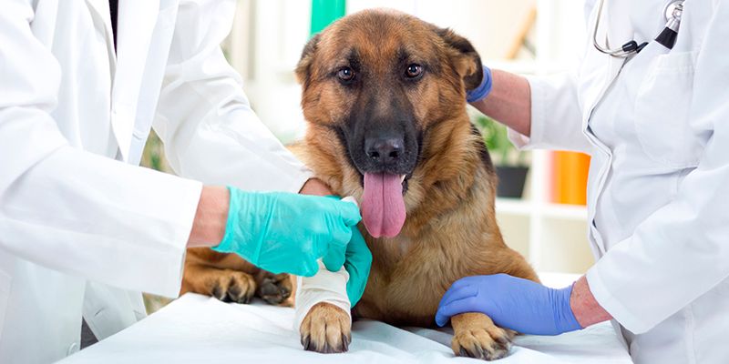 Фироко для собак – помощь при осеннем обострении