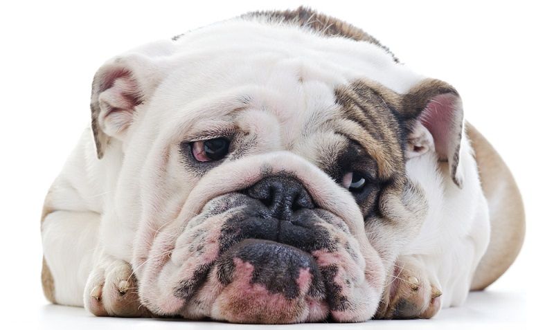 Успокоительные на основе феромонов