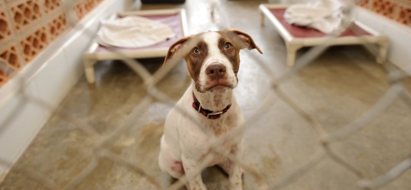 Как взять собаку из приюта: что нужно знать