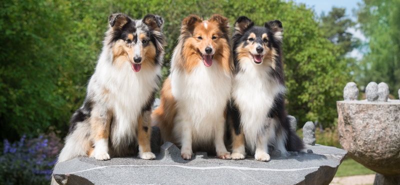 Собаки для детей: обзор пород, которые подойдут ребенку