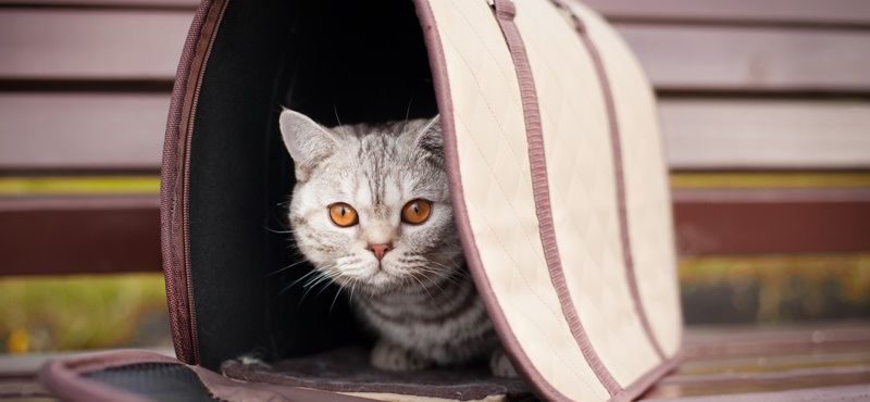 Как приучить кошку к переноске