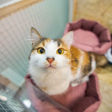 Делимся фотоотчетом с Выставки-пристройства кошек!