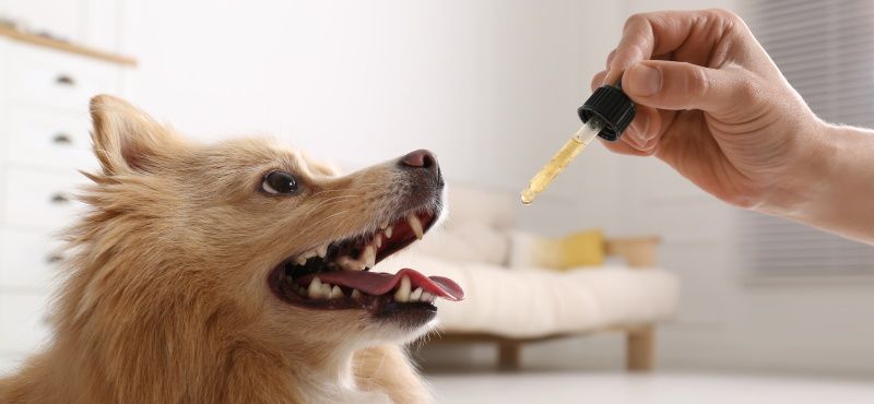 Витаминные комплексы для собак