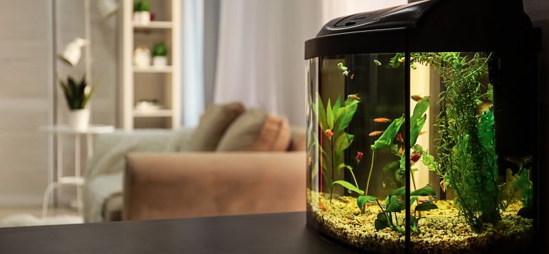 Виды кормов для аквариумных рыбок 