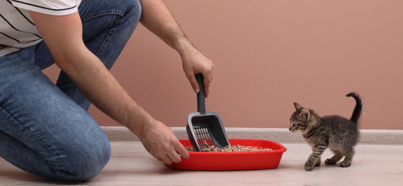 Как приучить котенка к лотку