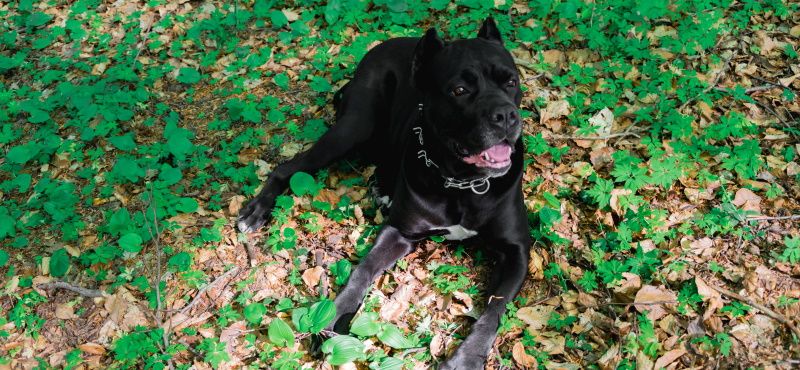 Кане-корсо – порода собак