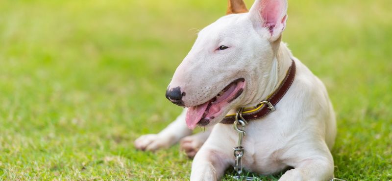 Бультерьер - порода собак Бультерьер - порода собак