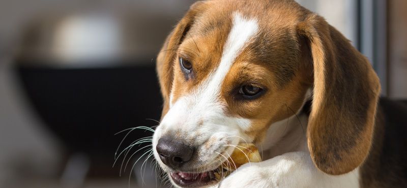 Натуральные и гипоаллергенные лакомства для собак