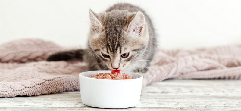 Кошка после стерилизации