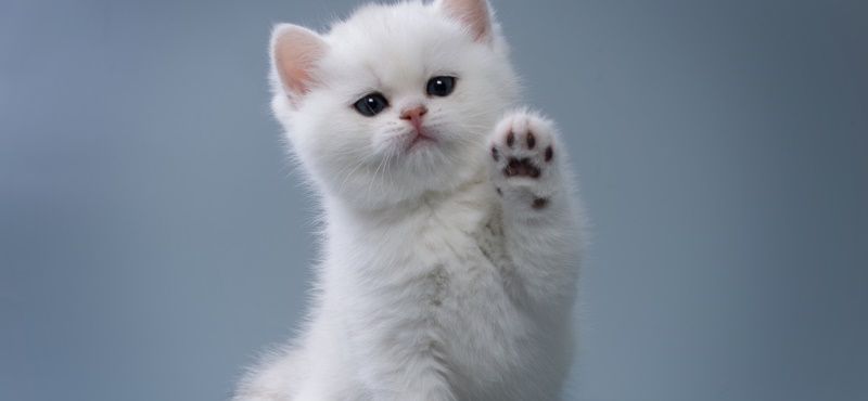 Новорожденный котёнок: чем кормить и как ухаживать