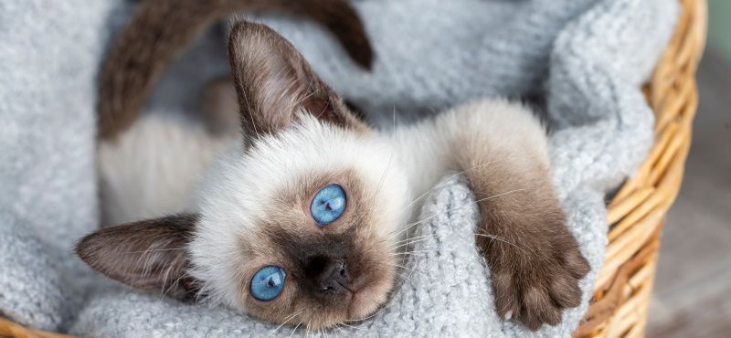 Как правильно воспитывать котенка