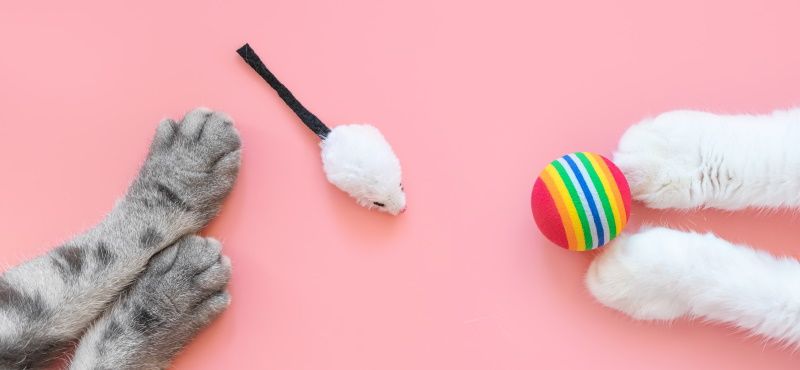 Игры с кошкой и собакой дома и на улице