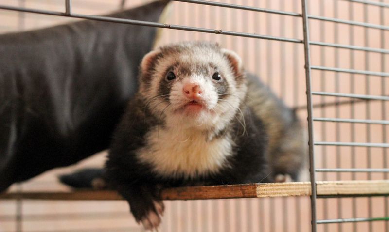 Хорьки: особенности содержания и уход