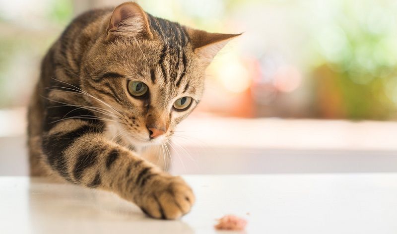 Ищете корм cупер премиум класса для своей кошки?