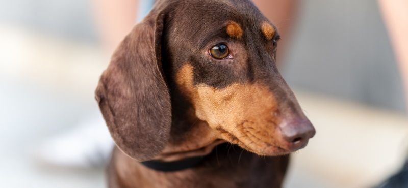 Такса: особенности породы, характер, содержание