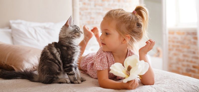 День кошек в России: готовим подарки любимым питомцам!