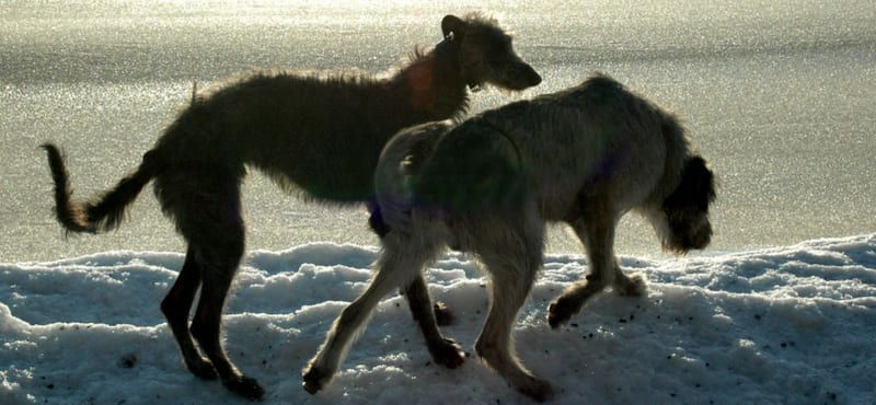 Дирхаунд – порода собак