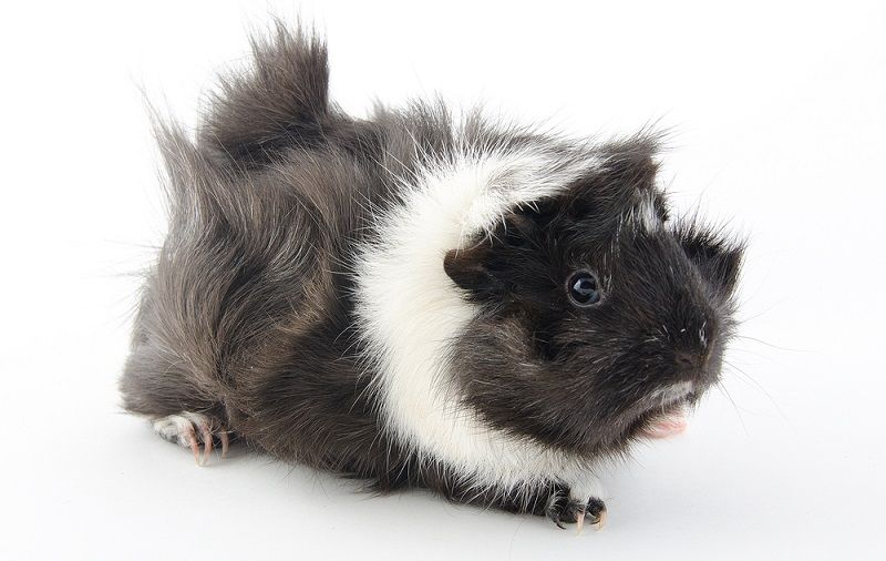 Особенности содержания морских свинок