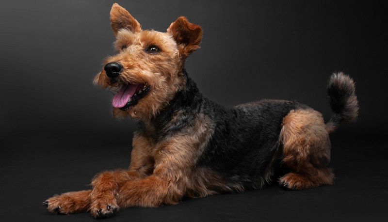 Вельштерьер и эрдельтерьер - отличия пород Вельштерьер и эрдельтерьер - отличия пород