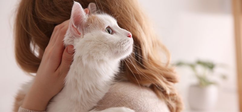 Фелиферон для кошек инструкция по применению Фелиферон для кошек инструкция по применению