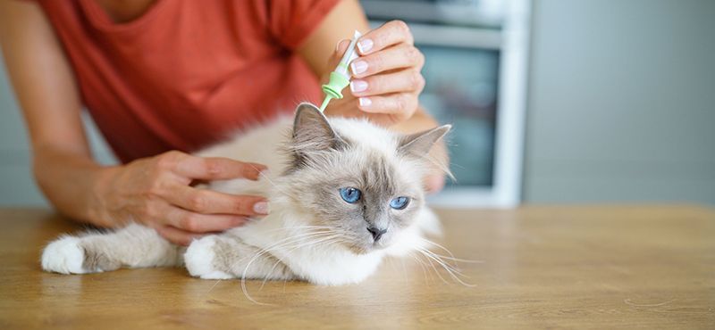 Опасно ли покупать препараты у нелицензированных продавцов