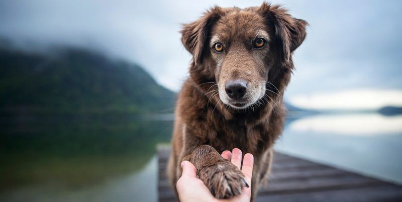 Возраст – не помеха здоровью! Уход за пожилой собакой
