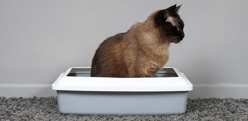 Как устранить запах кошачьей мочи? Как устранить запах кошачьей мочи?