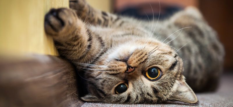 Что нужно кошке для комфортной жизни?