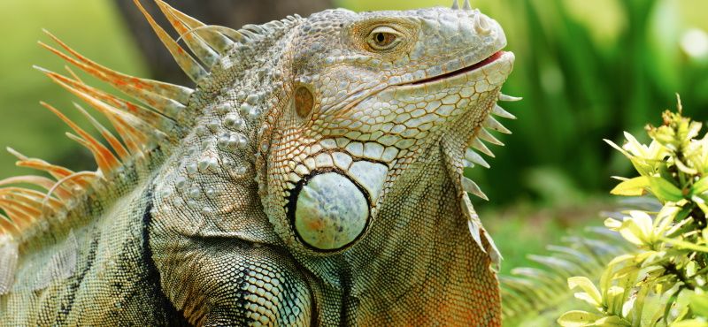 Игуана: содержание и уход в домашних условиях