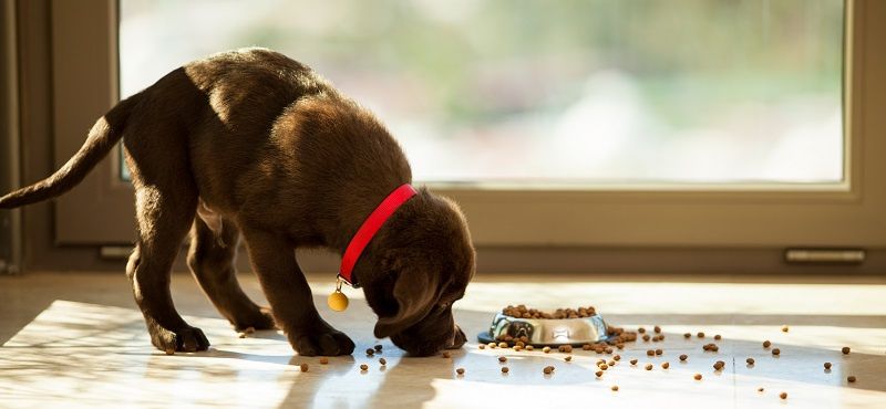 Почему щенку нужен специальный корм