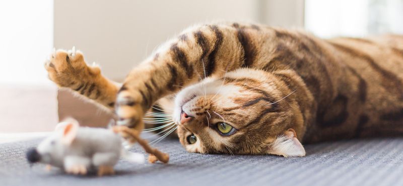 Бенгальская порода кошек