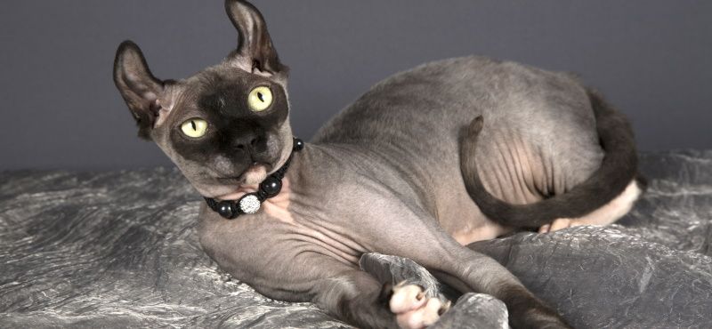 Лучшие породы кошек для детей