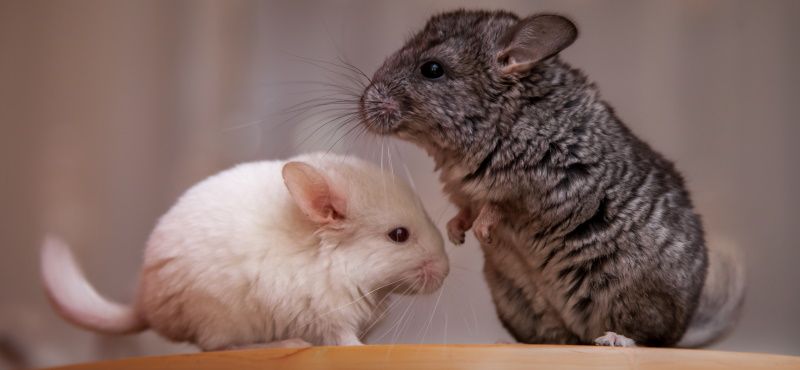 Шиншилла в домашних условиях: содержание, уход, чем кормить