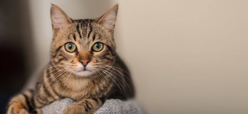 Аргументы в пользу кошек