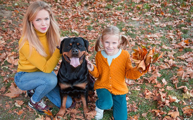 Ротвейлер - порода собак