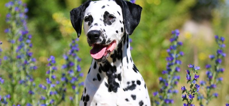 Далматин - порода собак