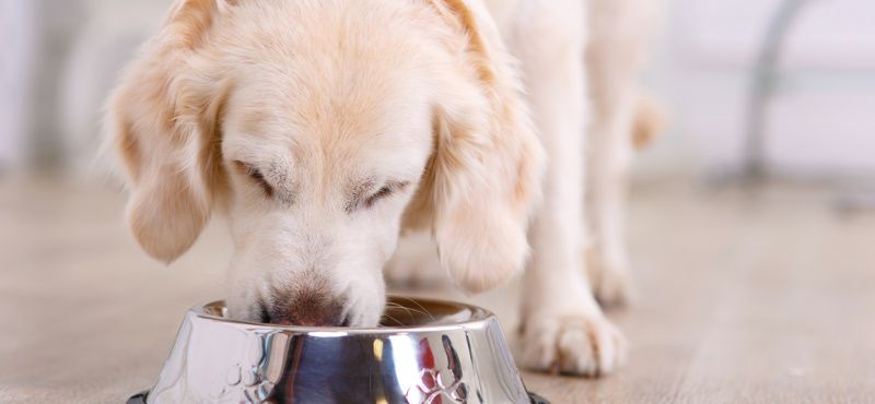 Корм Grandin для собак и кошек: мнение ветеринаров