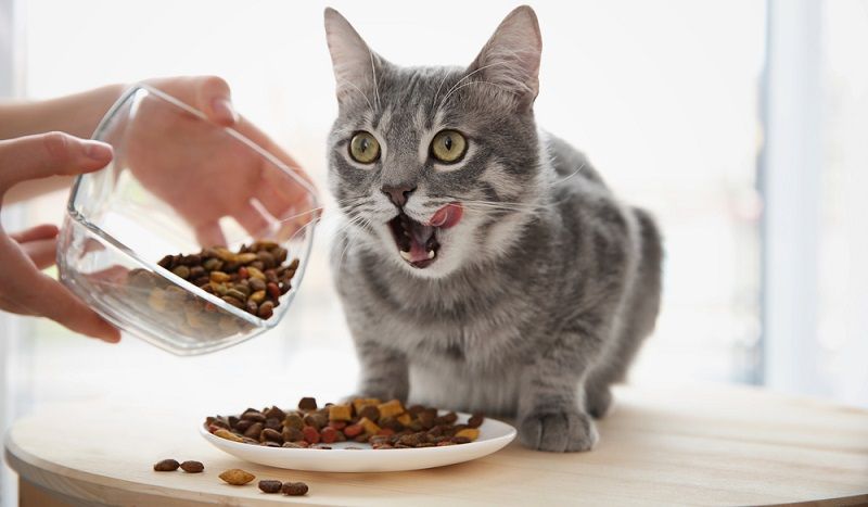 Аллергия у кошек: причины и советы по лечению