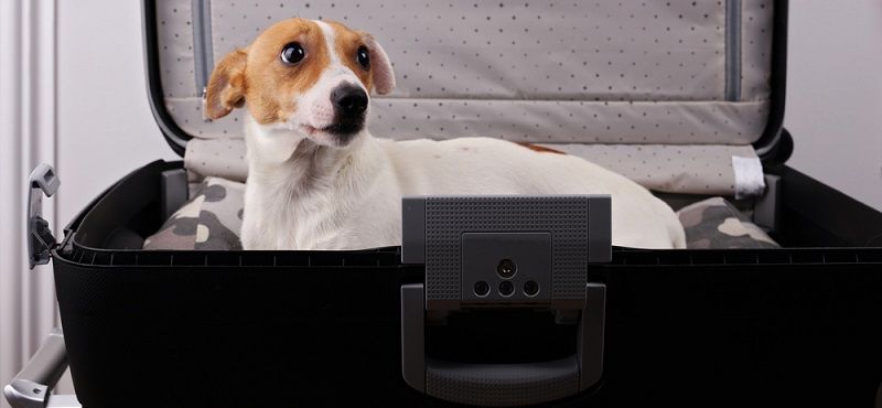 Собака одна дома: позаботьтесь о питомце