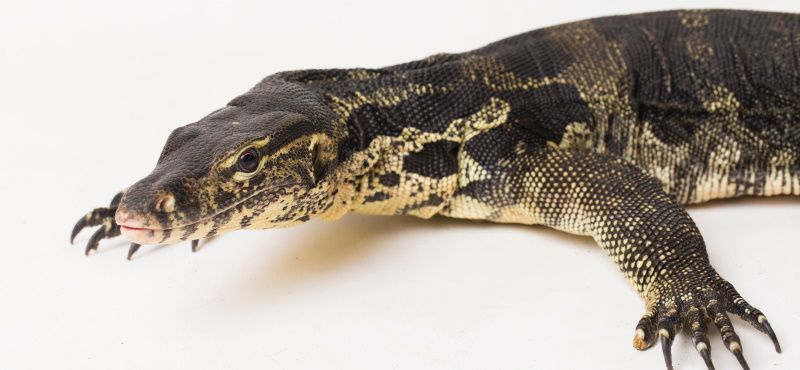 Как содержать варана в домашних условиях
