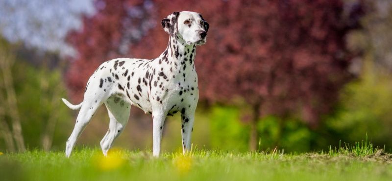 Далматин - порода собак