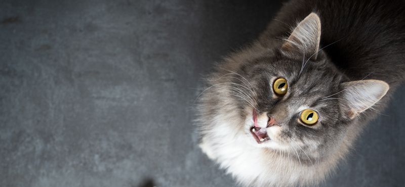 Мейн-кун – порода кошек