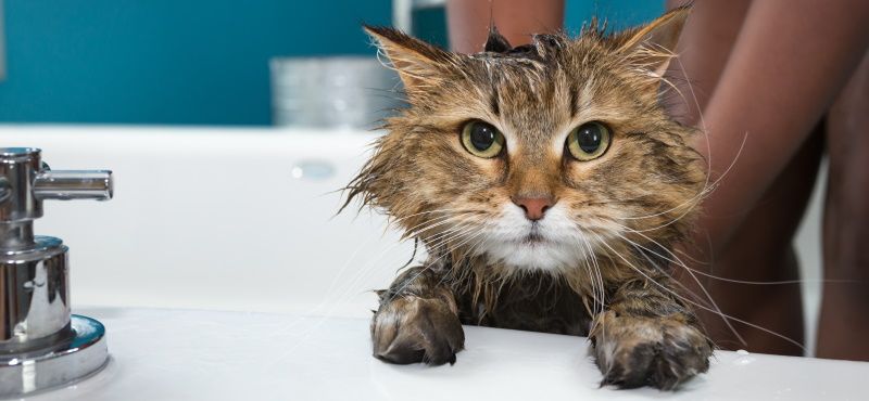 Как помыть кота в домашних условиях