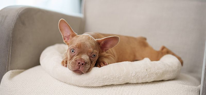 Как научить щенка ходить на пеленку