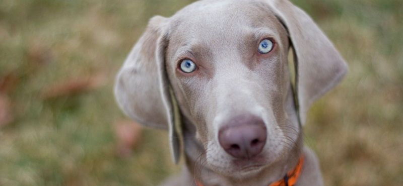Веймаранер - порода собак