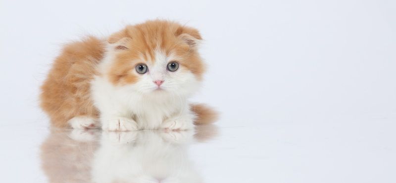 Манчкин: особенности породы, уход, содержание